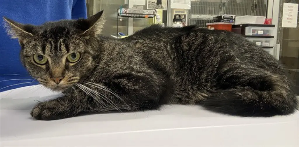TINKER