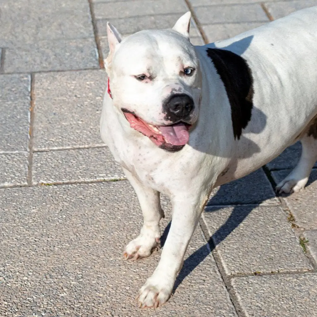 JAX