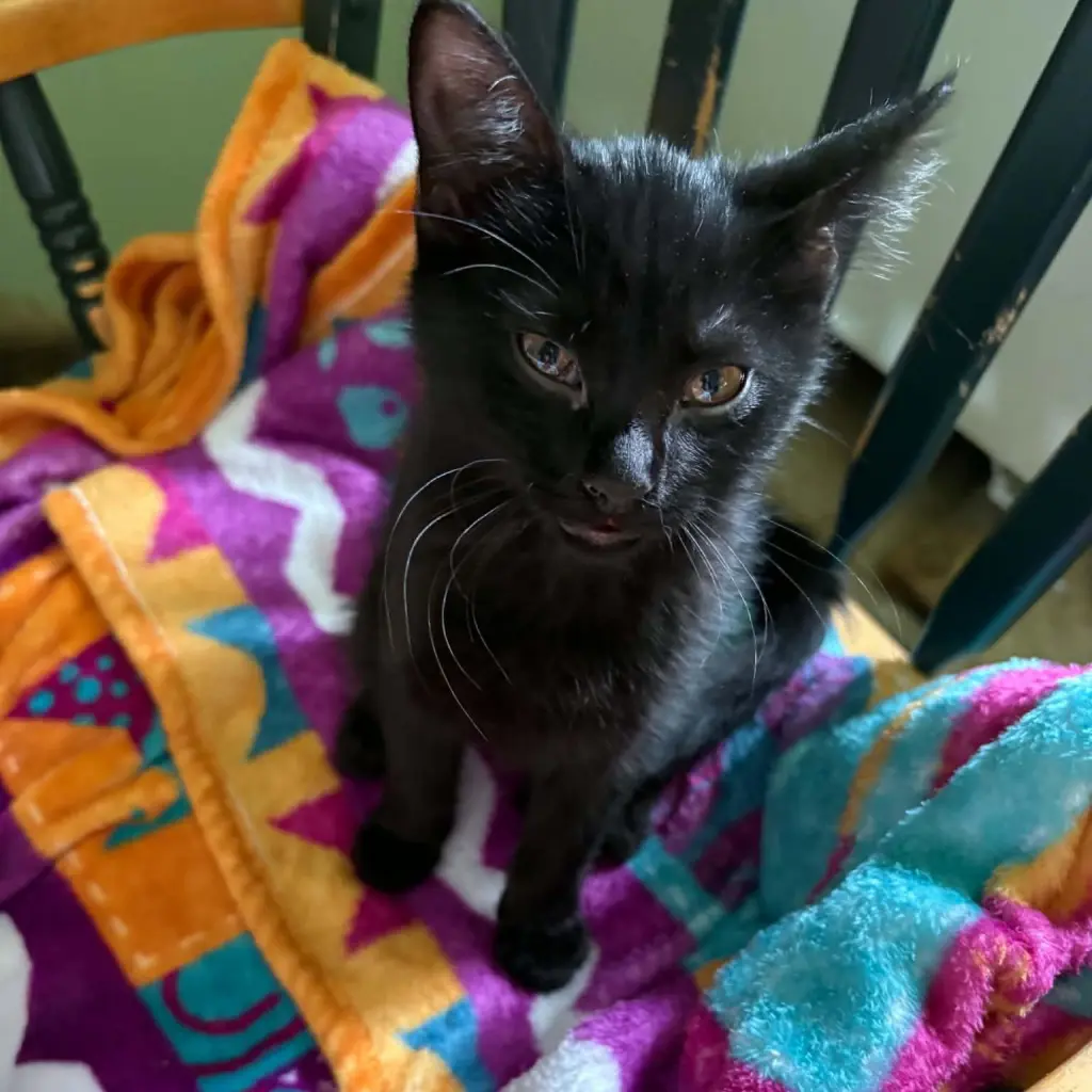 Luna