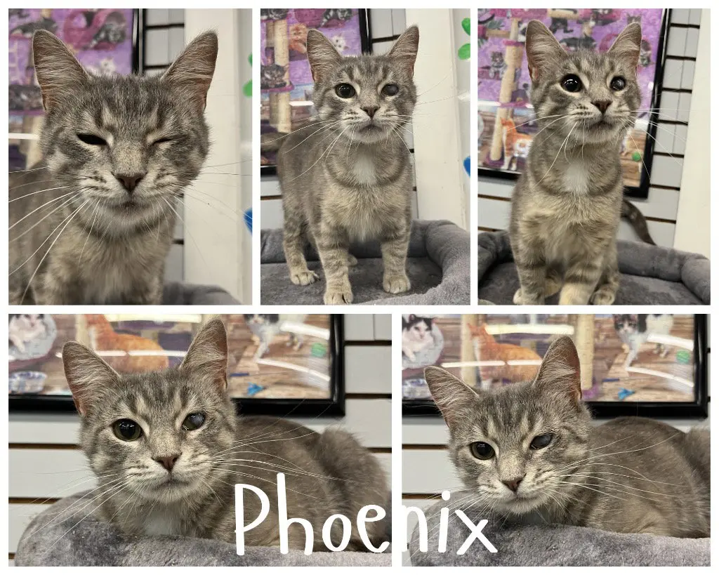 Phoenix- indoor/outdoor
