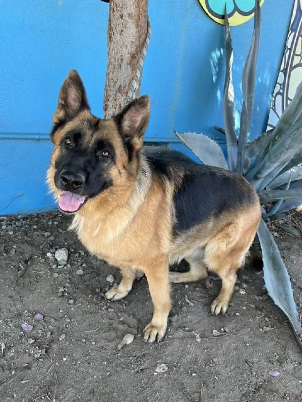JULIE