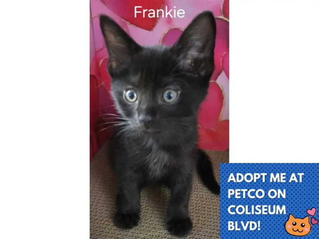 FRANKIE