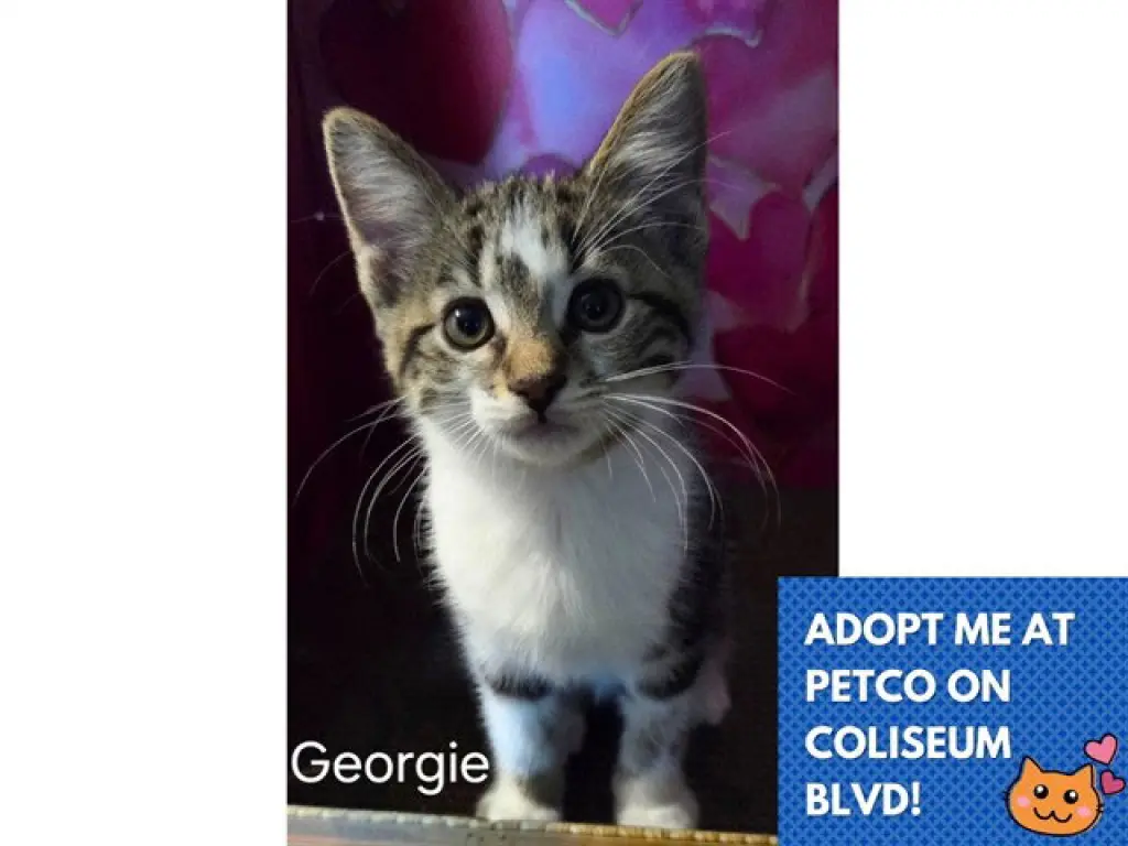 GEORGIE