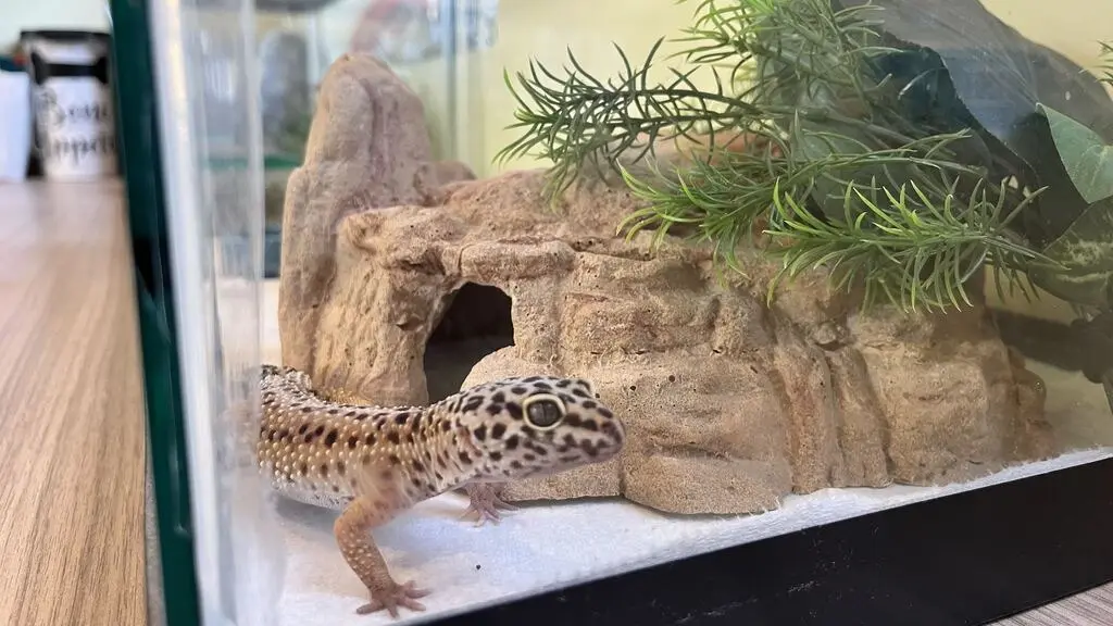 Gizmo