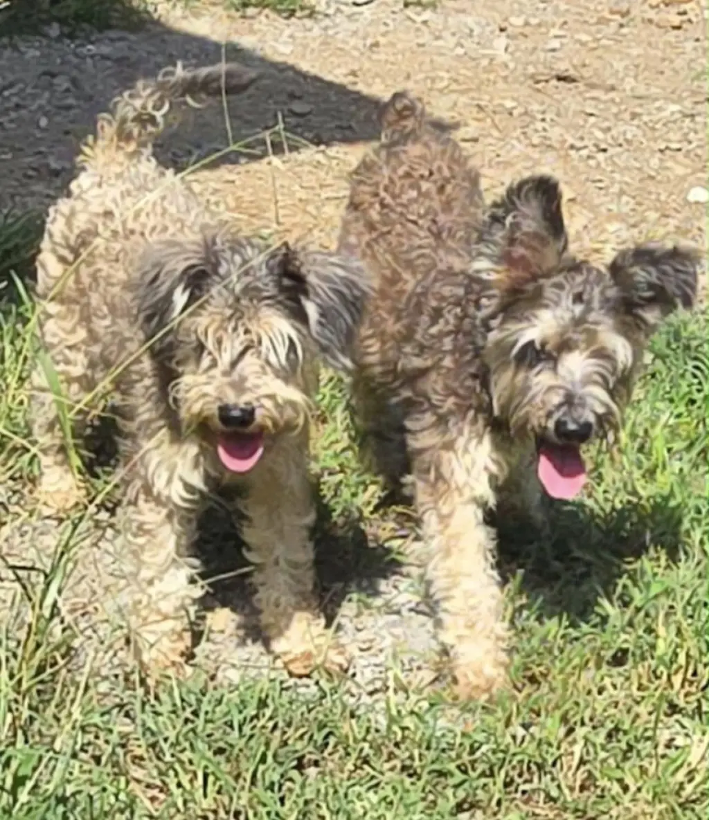 Winnie and Winston (Picc and Chu)