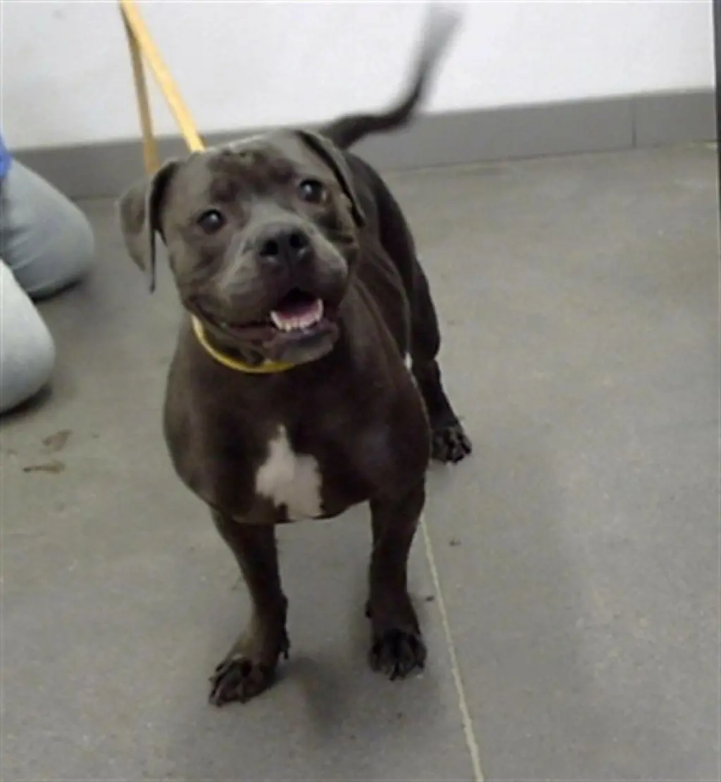 NYLA