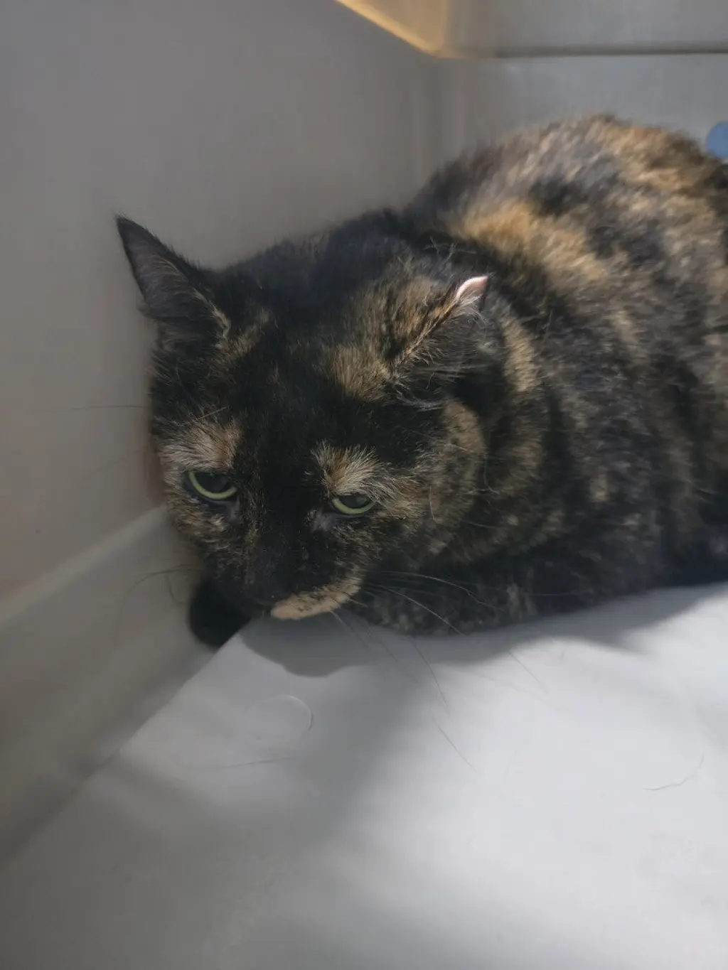 Marbles Kitty