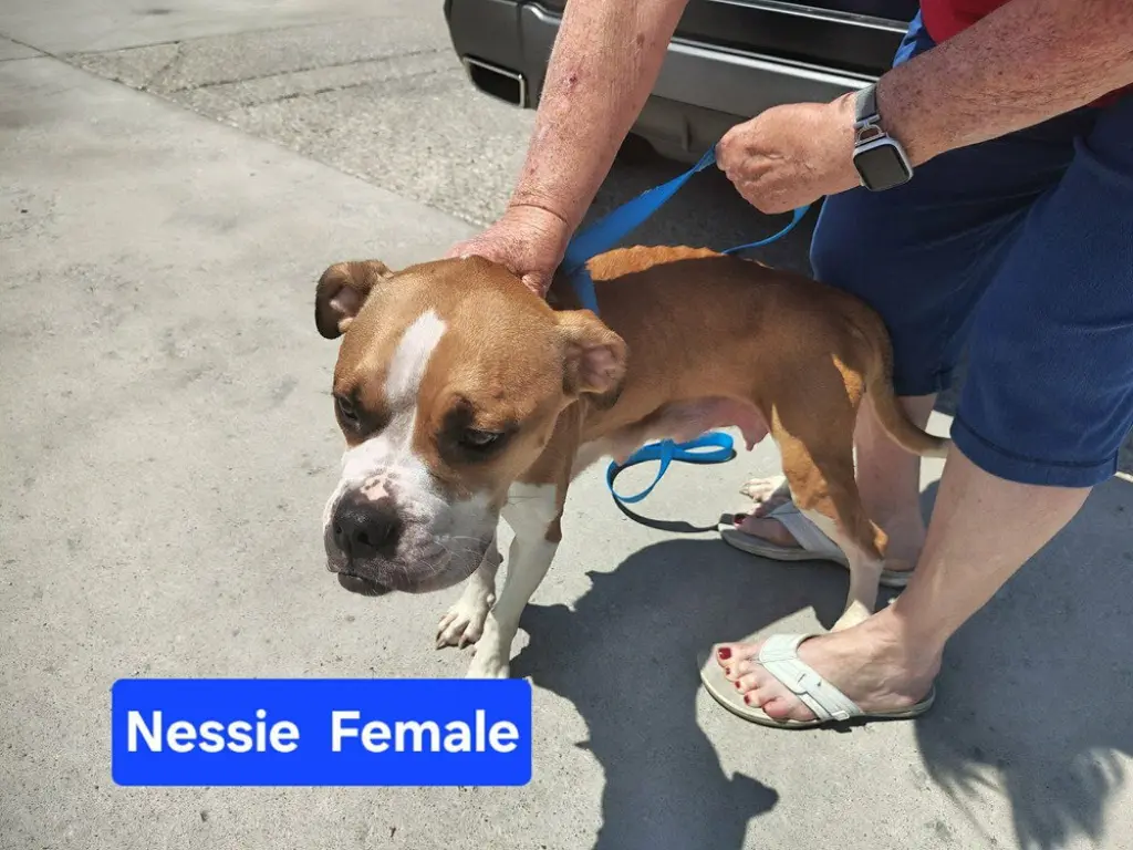 Nessie