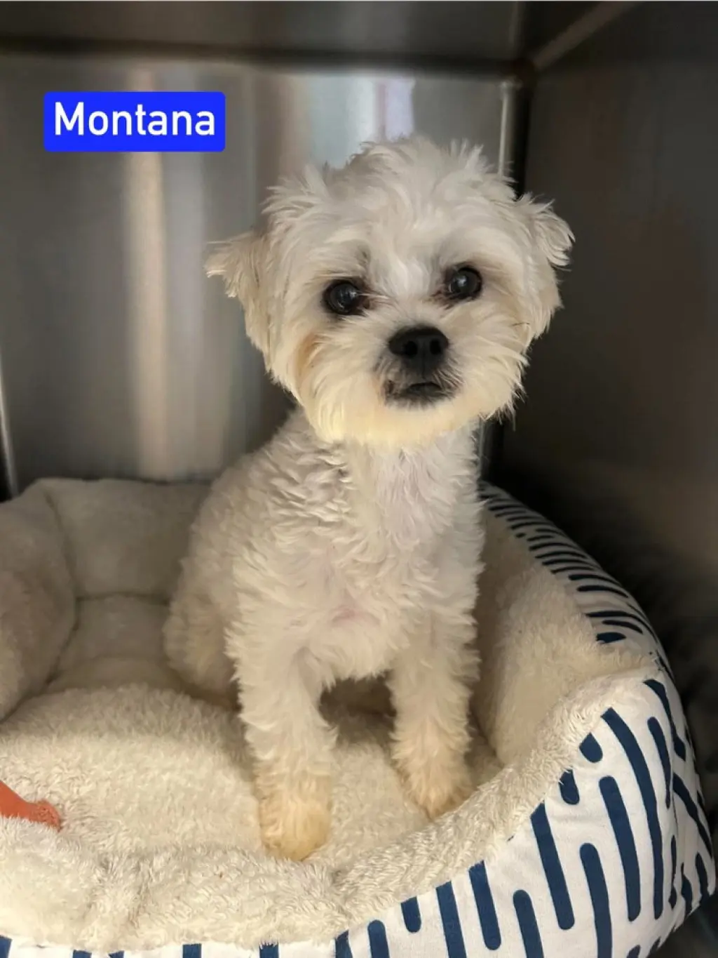 A Montana aka Buddy