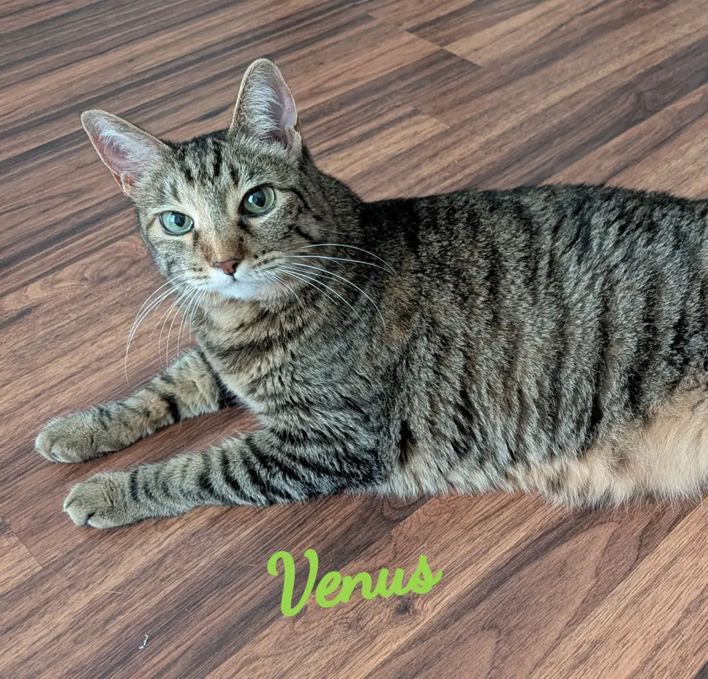 Venus #green-eyed-goddess