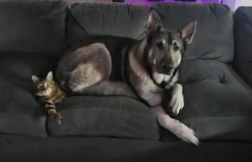 Kato & Friend - Bonded Pair