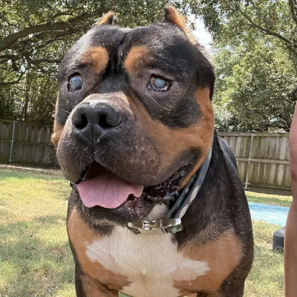 Dalton