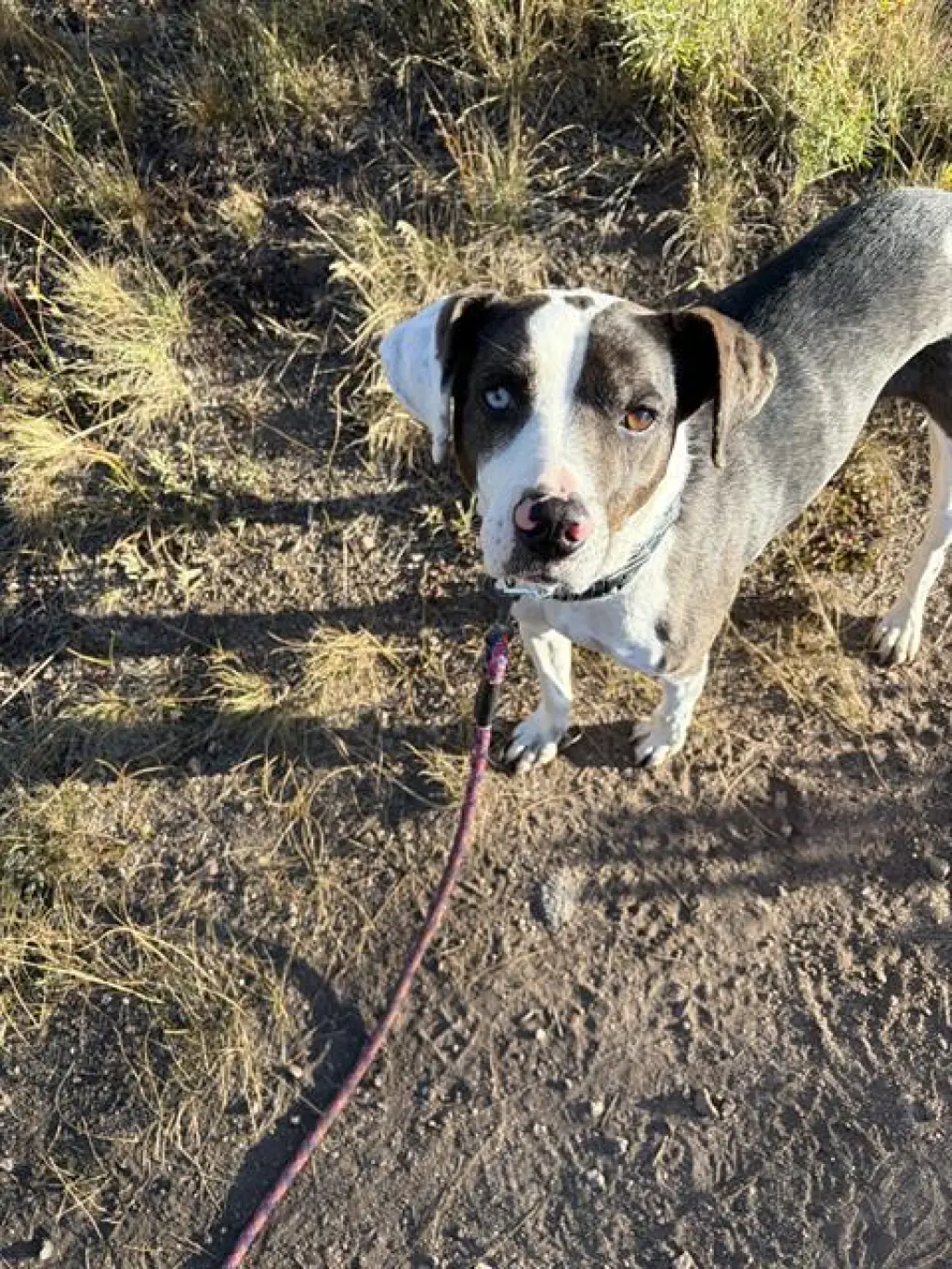 BELLA
