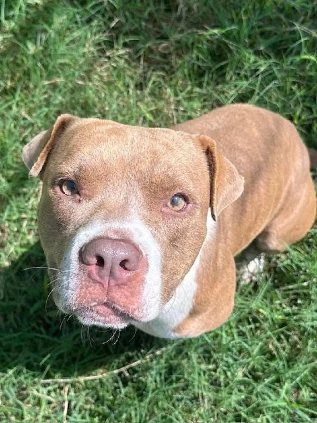 DELILAH