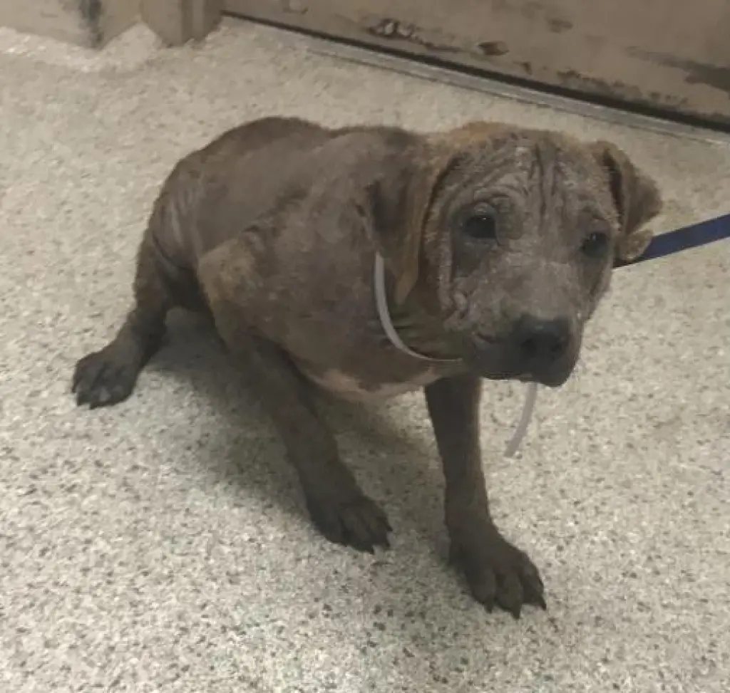 FLIP