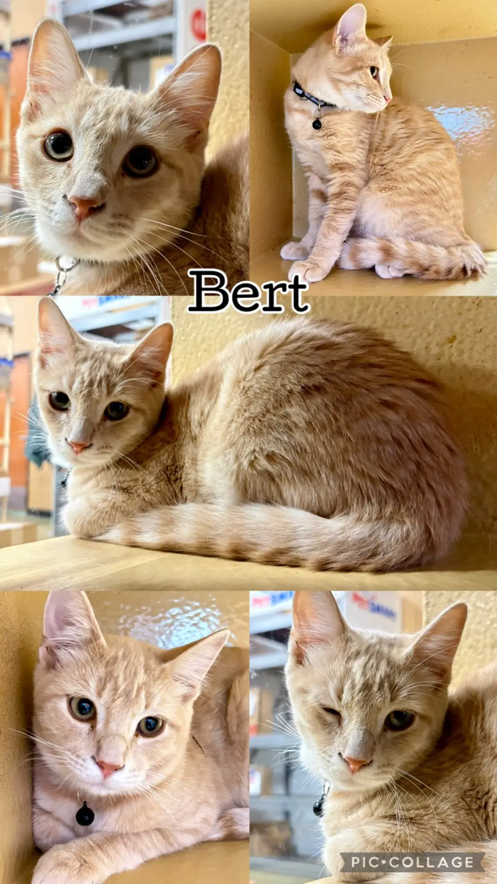 BERT