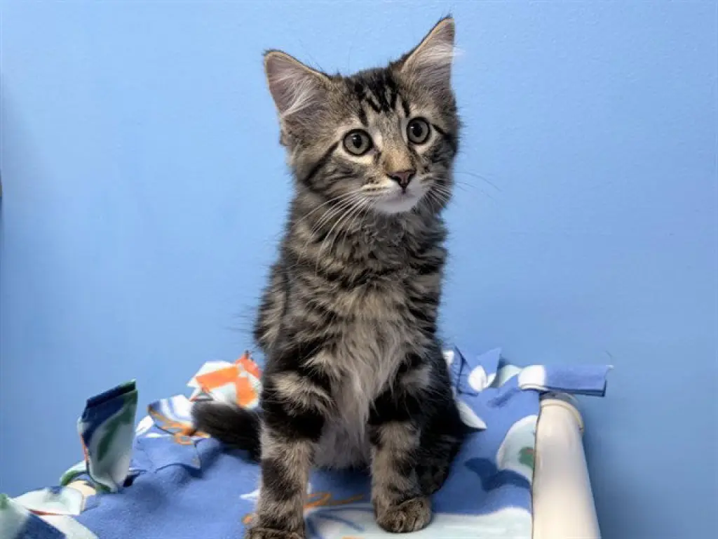 MEEKO