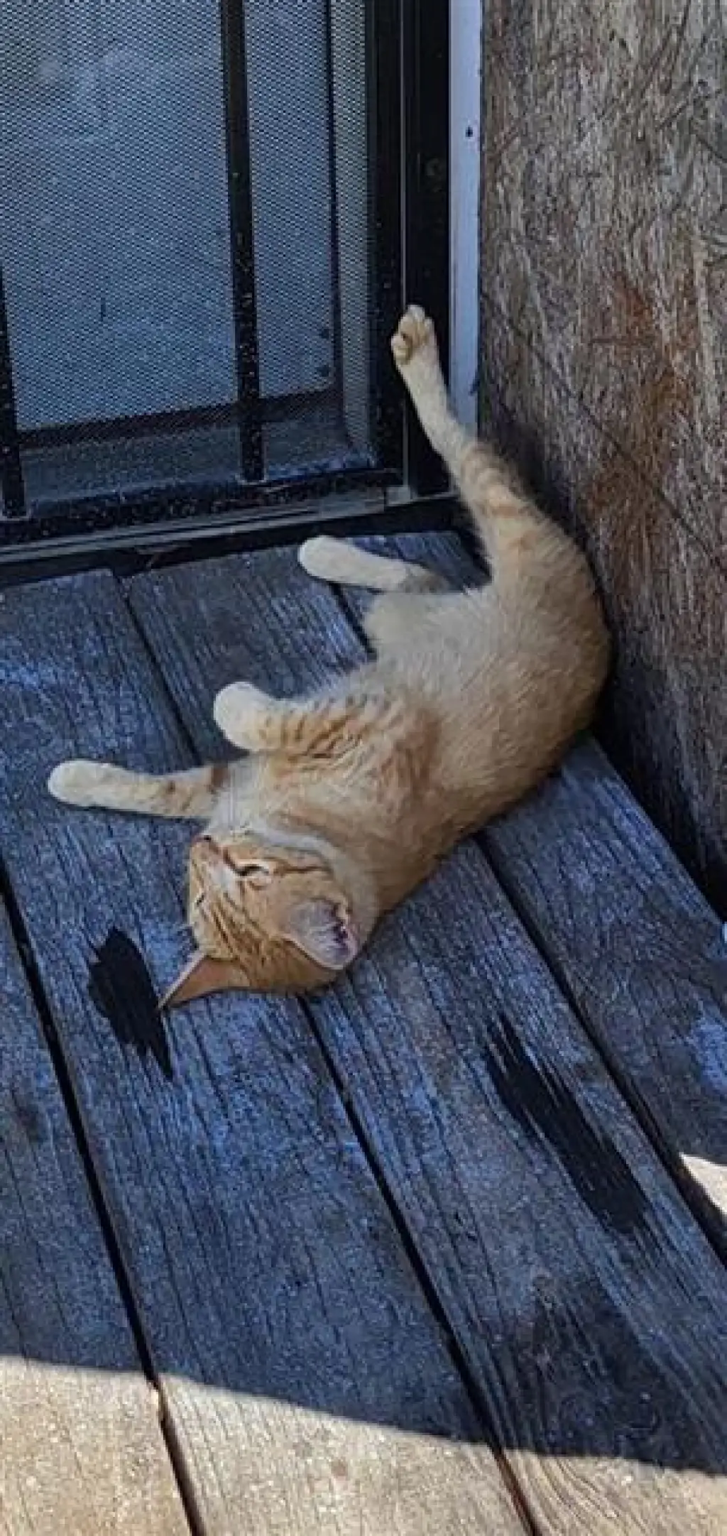 STELLA