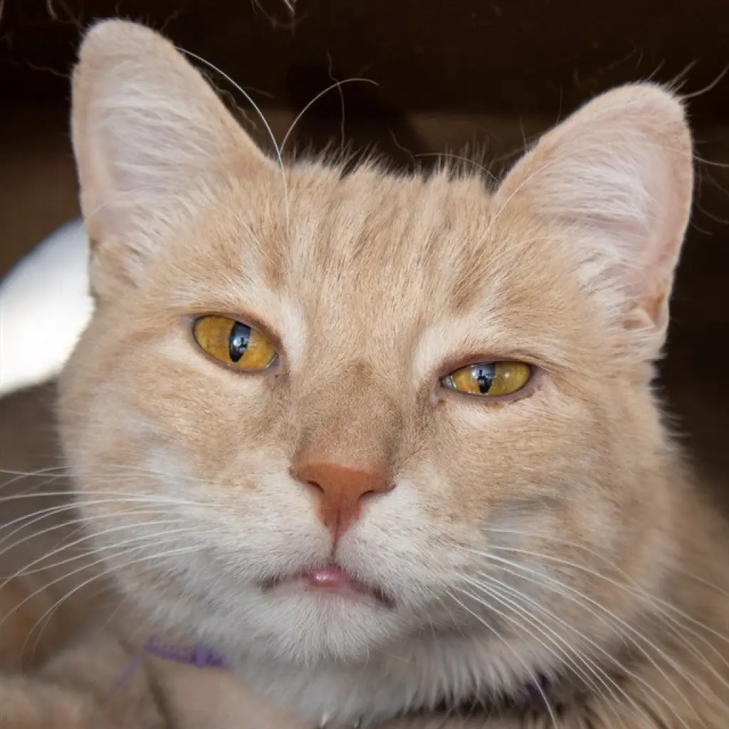 SAMMY