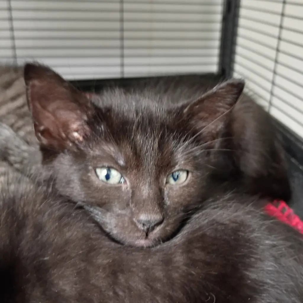 Tia
