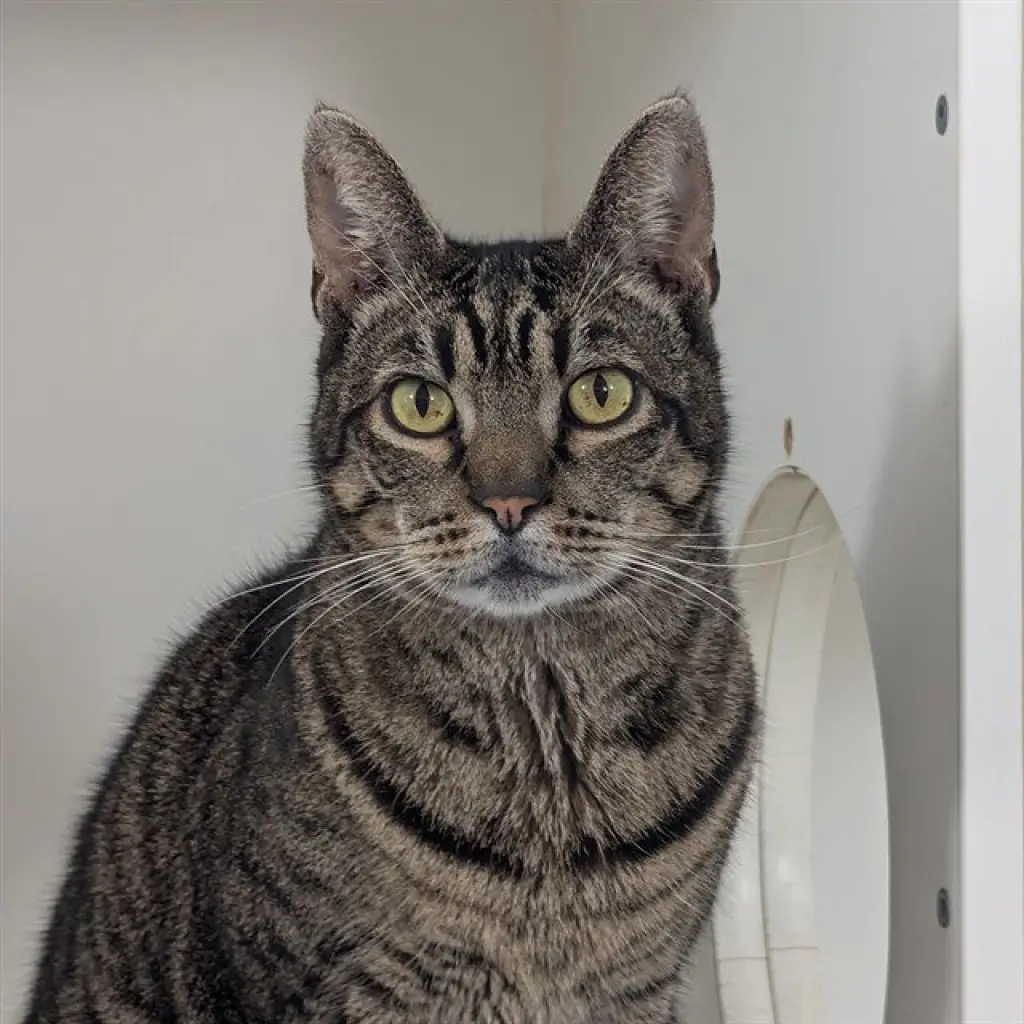 TOM