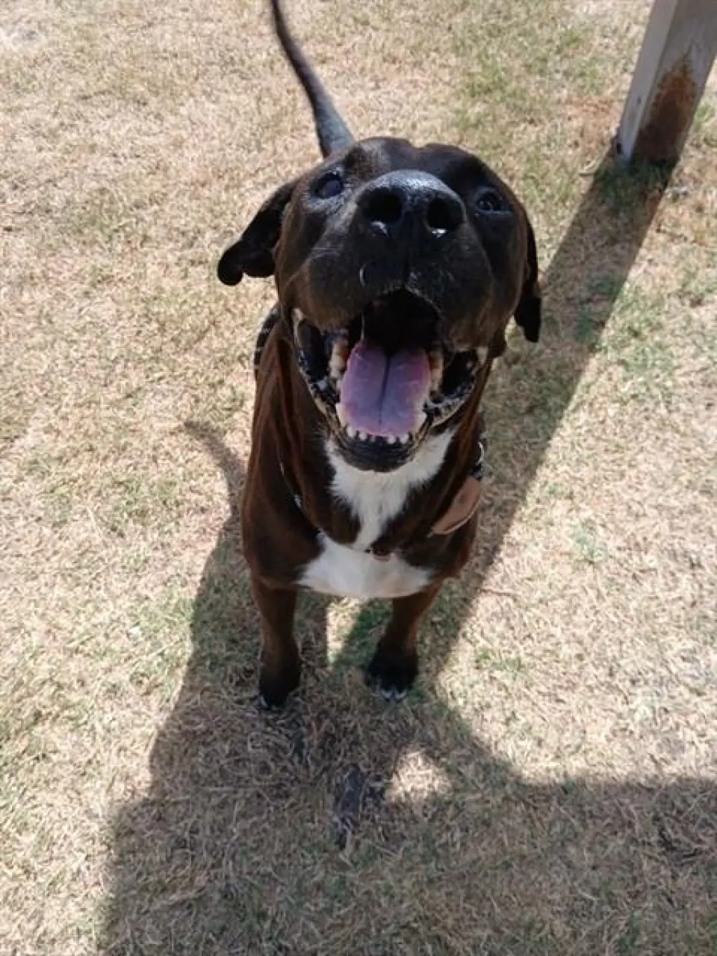 HECTOR