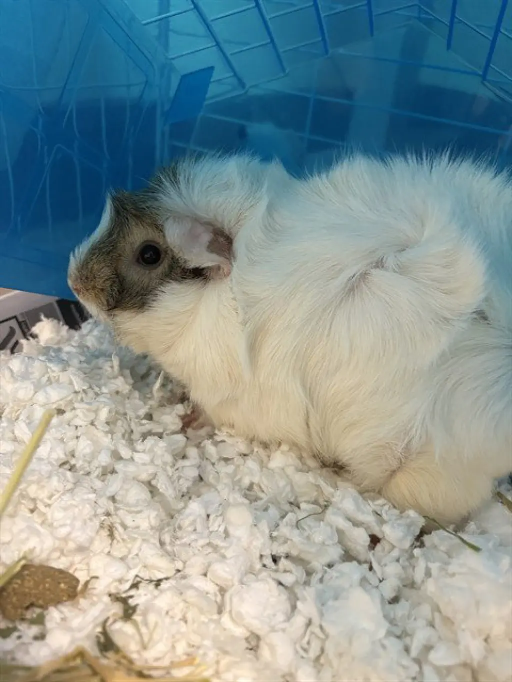 SWEET POTATO