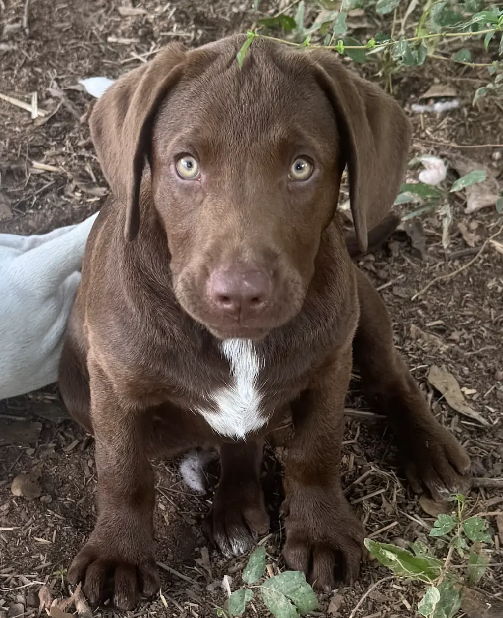 Freda