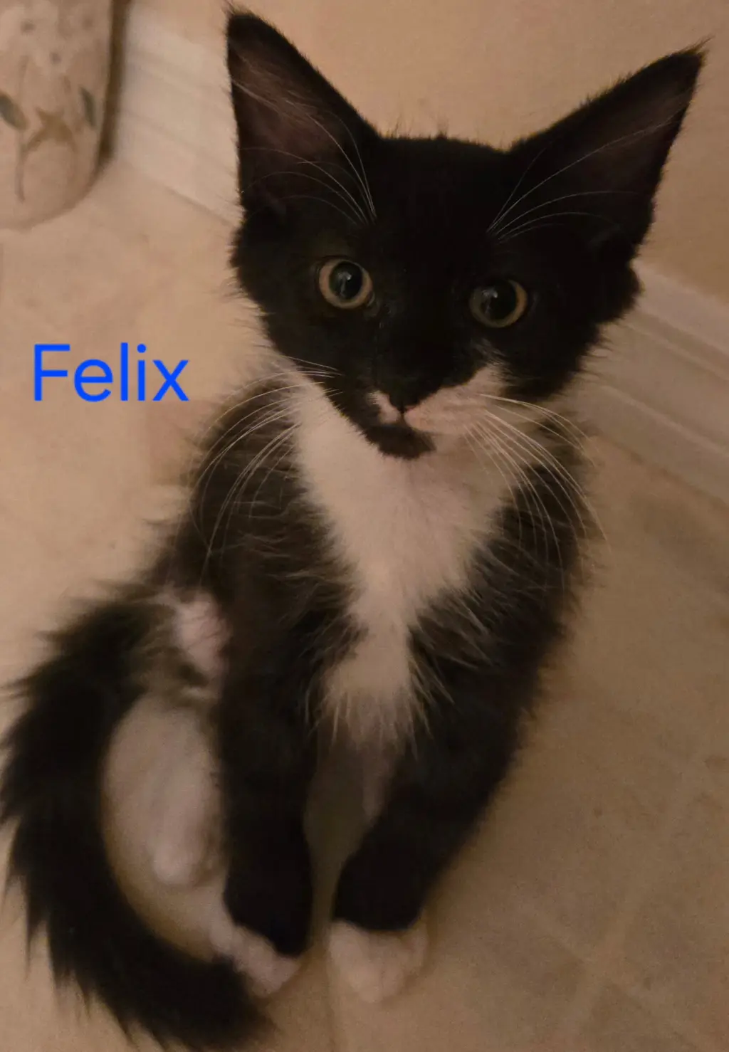 Felix M