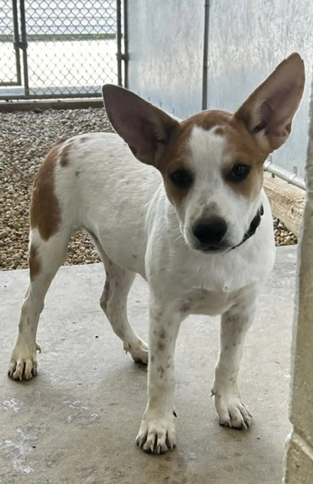 LuLu 3mo AVA 9/16