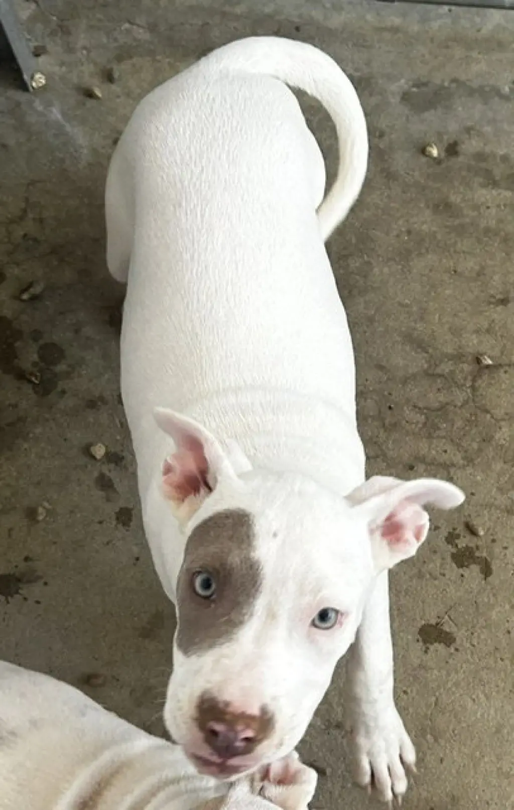 Moxie 4mo AVA 9/16