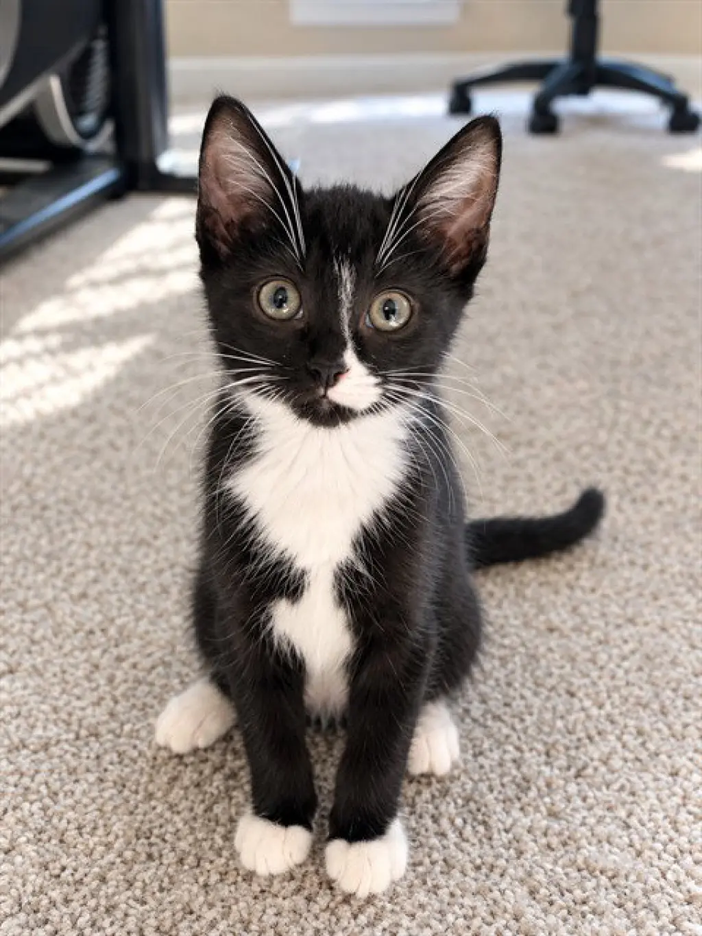 LINUS