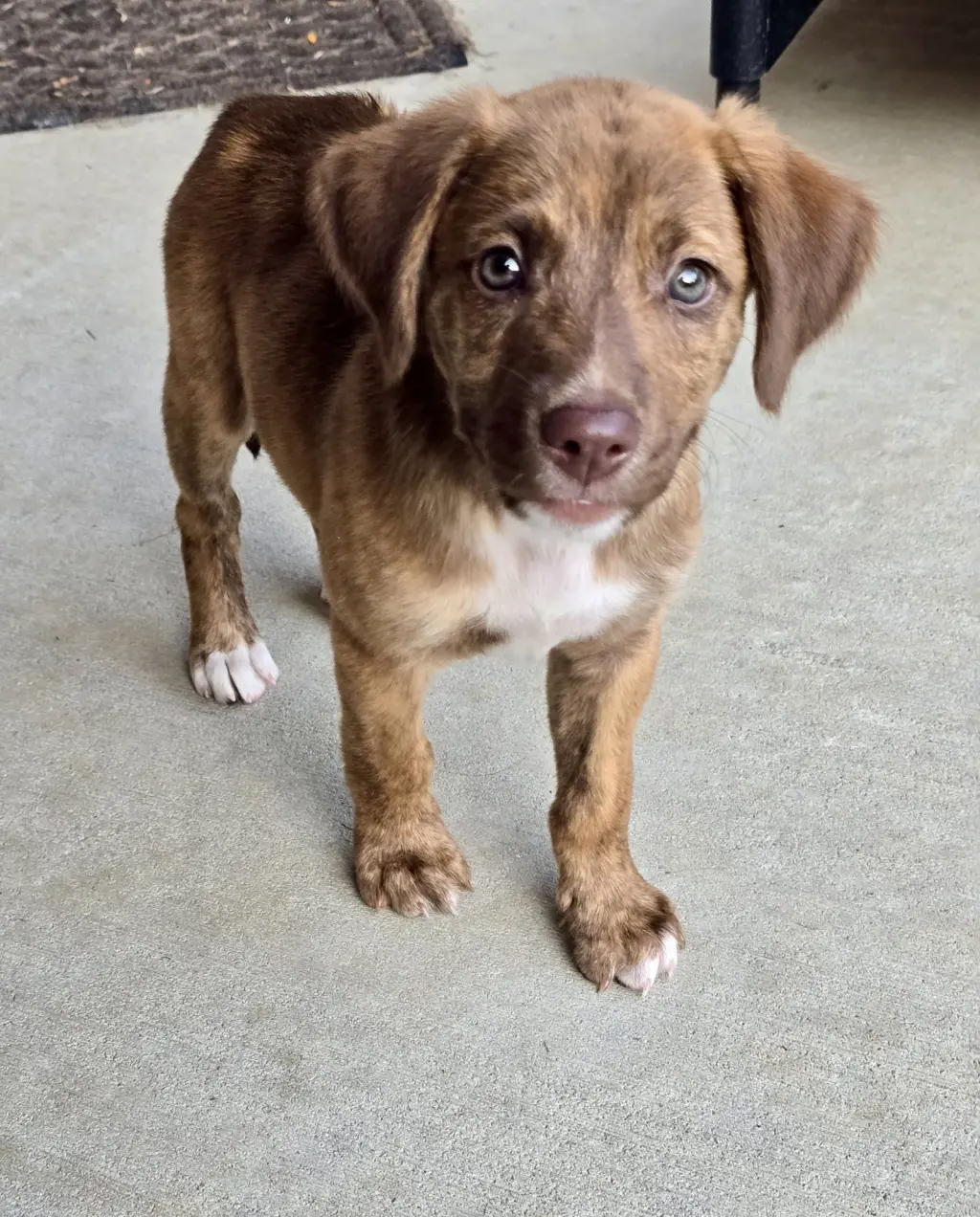 Roo