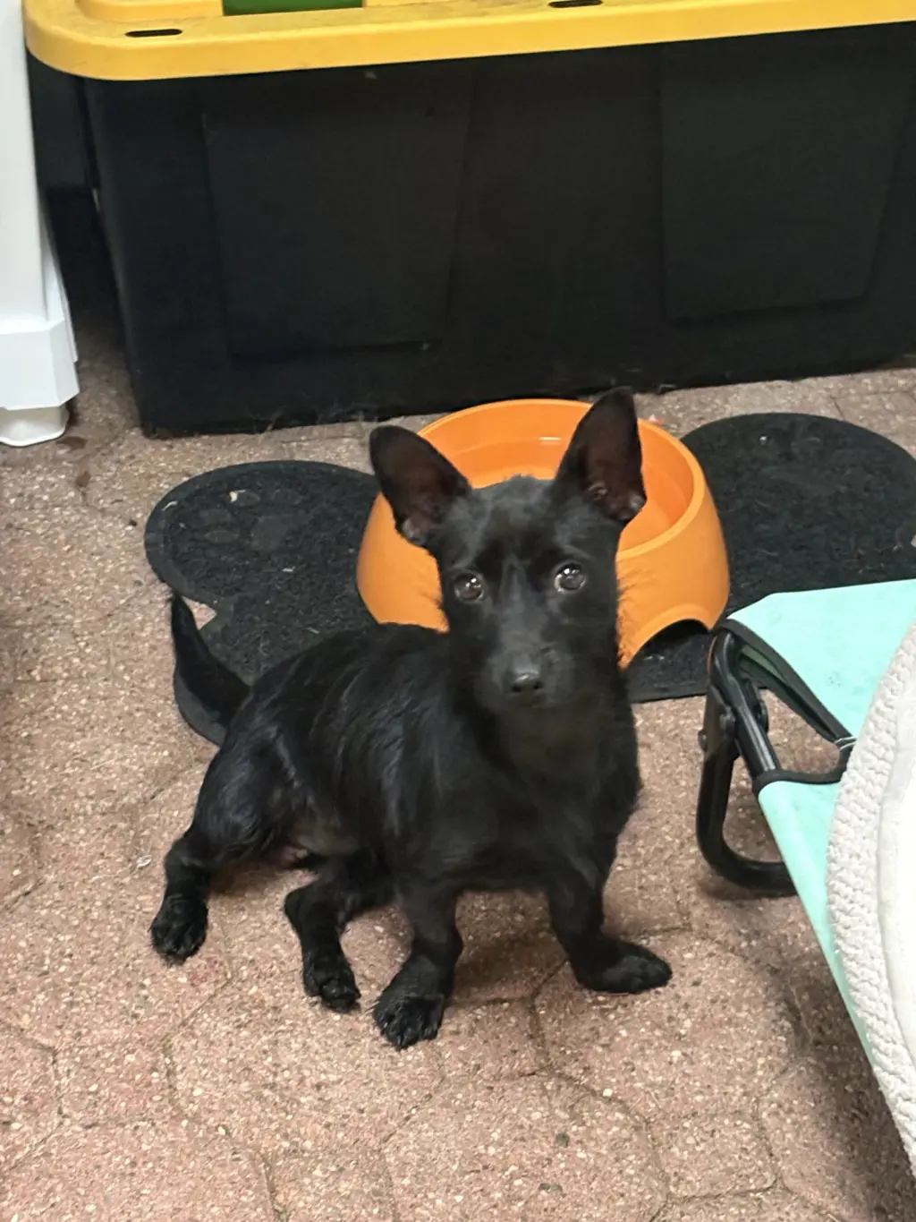 Luca
