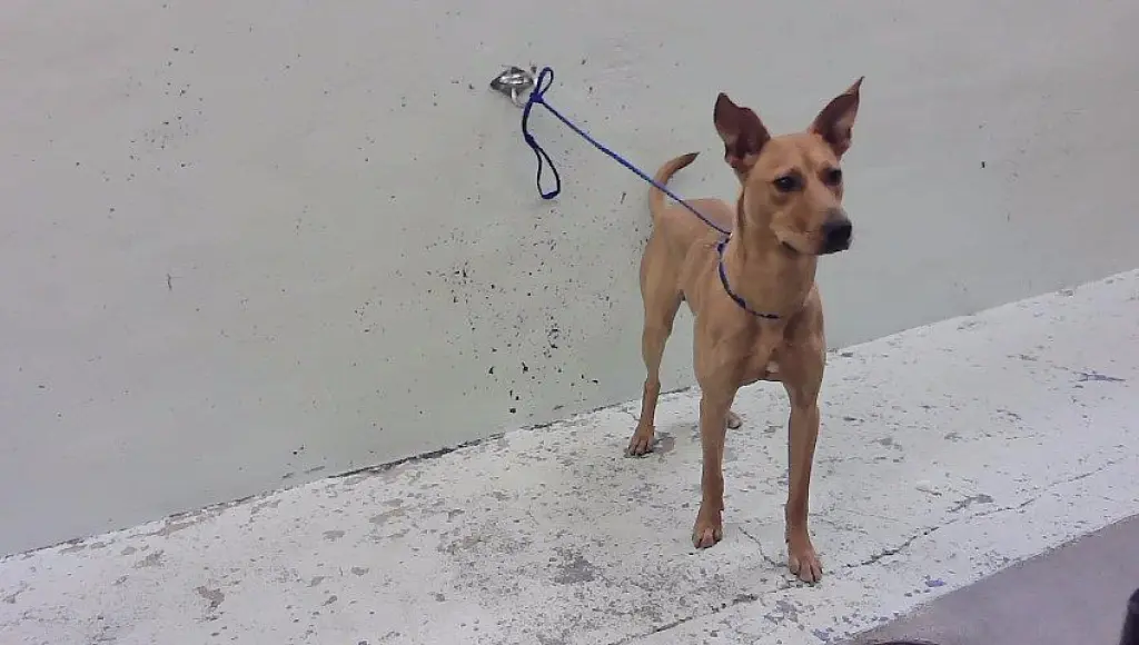 SCOOBY