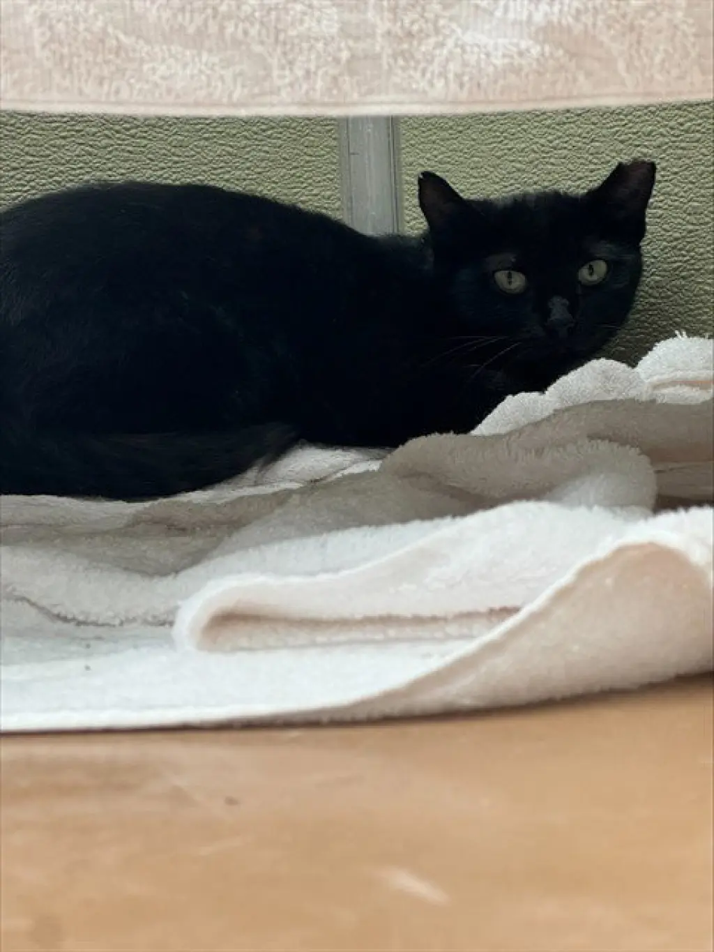 MAUDE