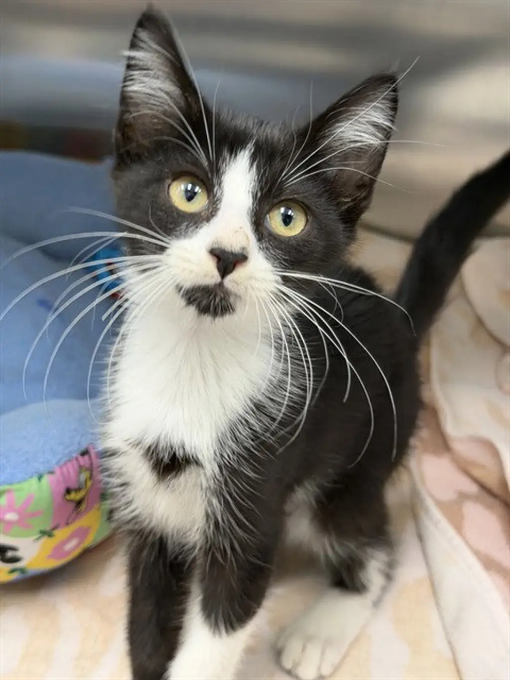 DOMINO