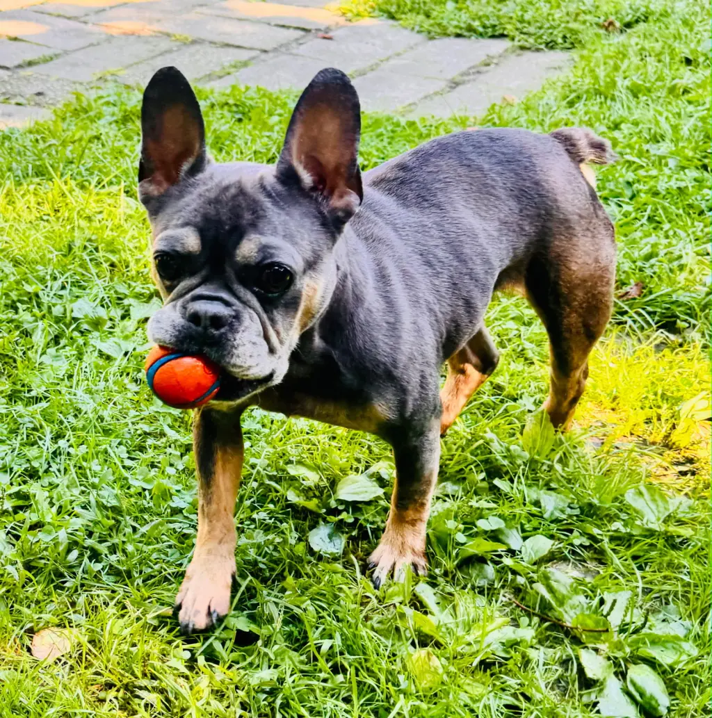 Gracie