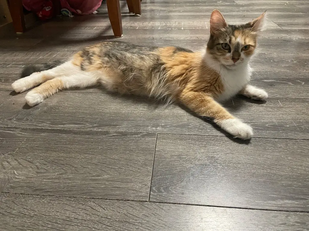 Maple