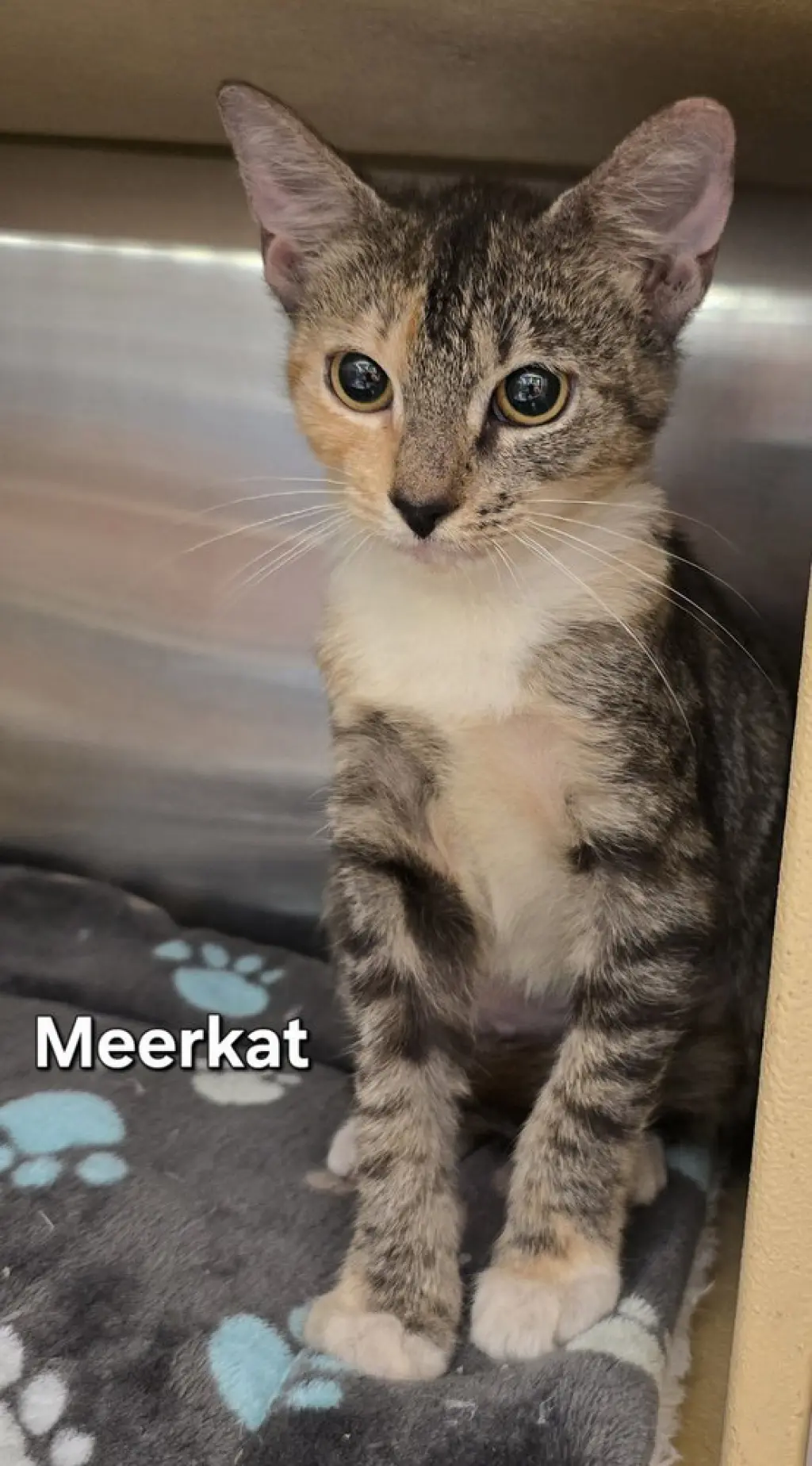 Meerkat