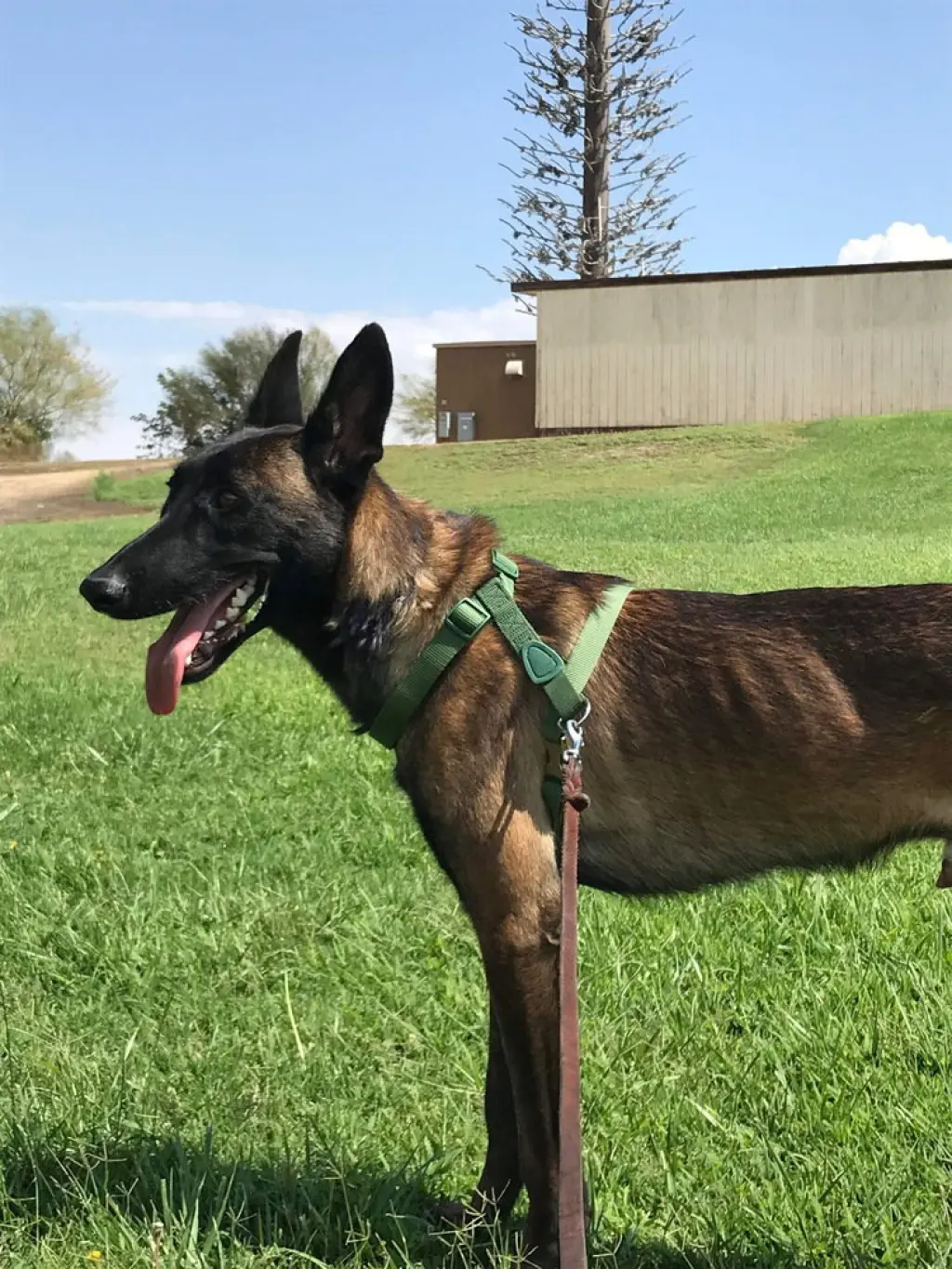 Lieutenant Dan - Located in CA