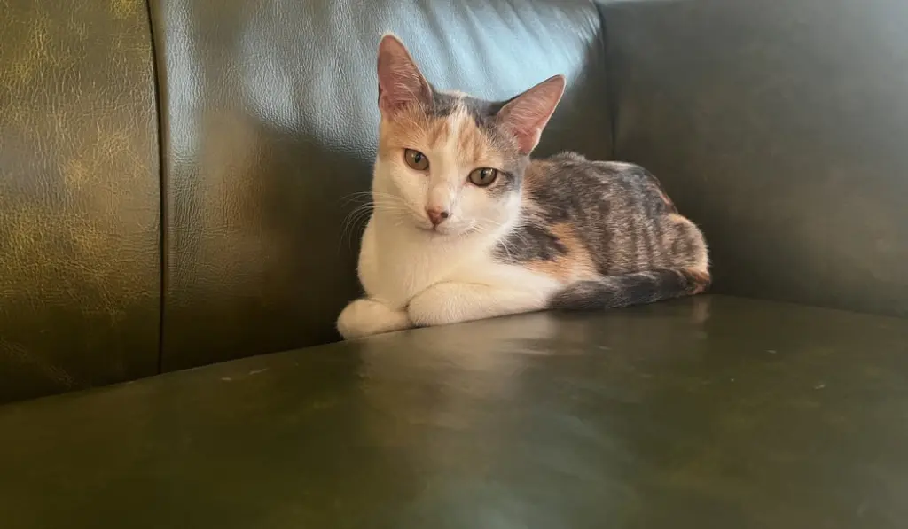 Cleo C.