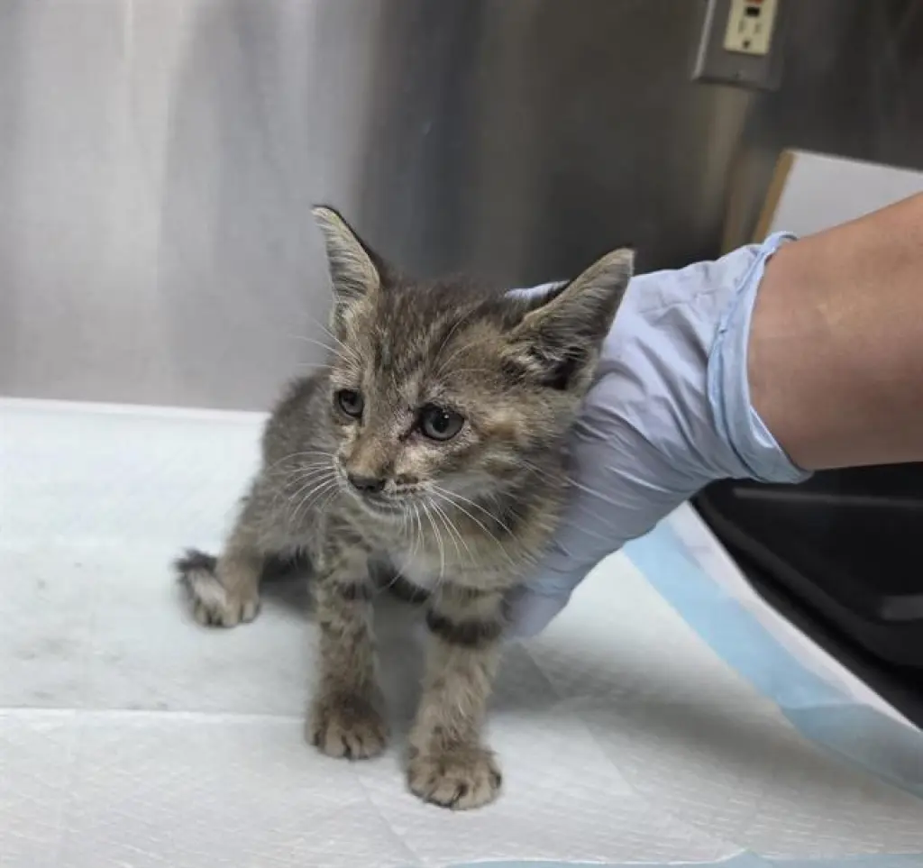 PINA (RESCUE ONLY)