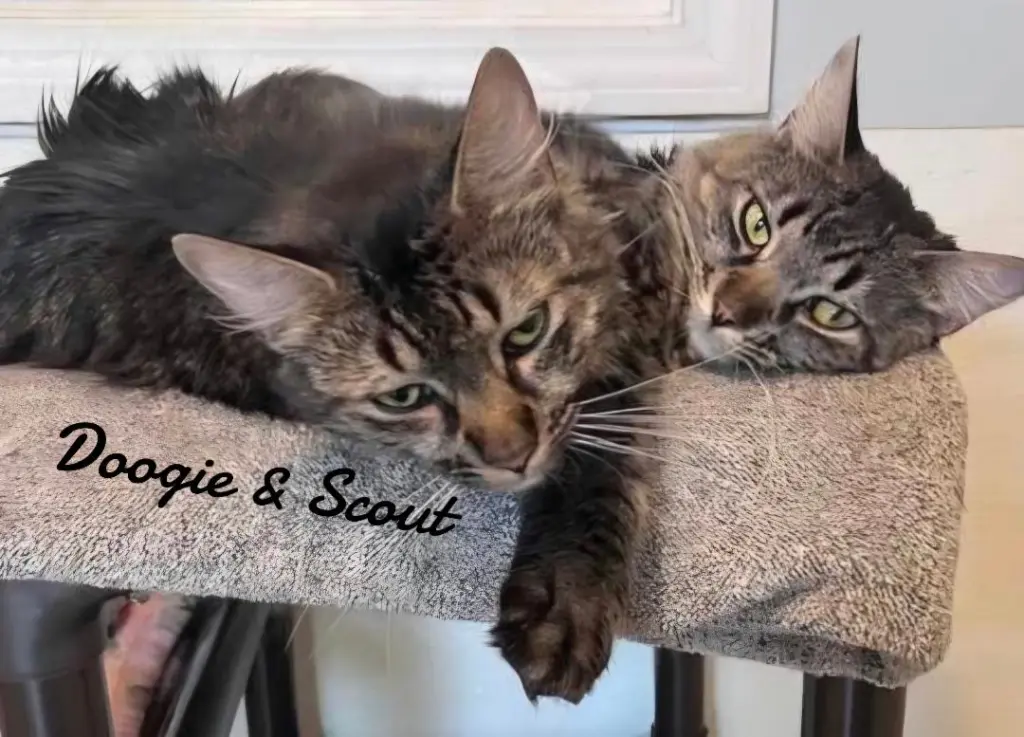 Doogie & Scout