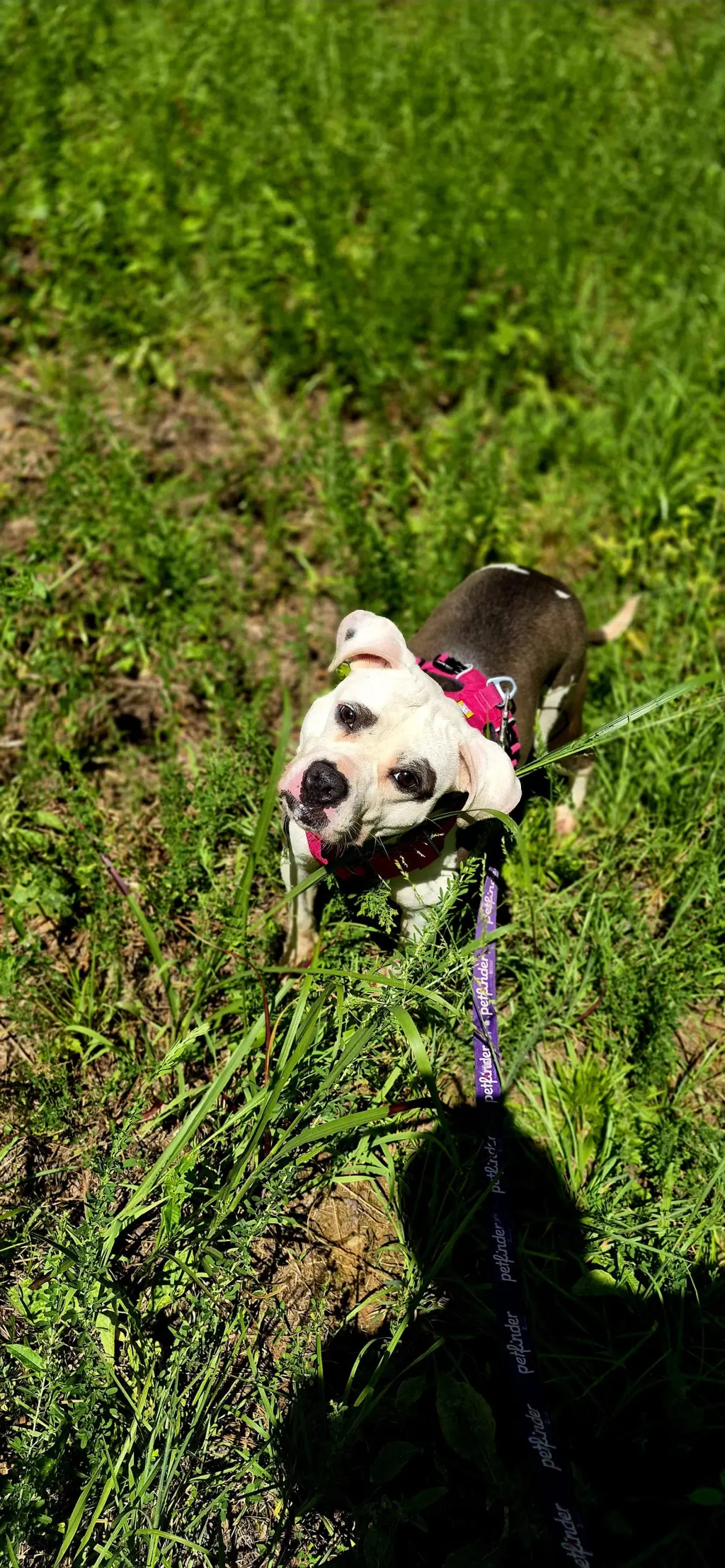 Nala in Powhatan VA