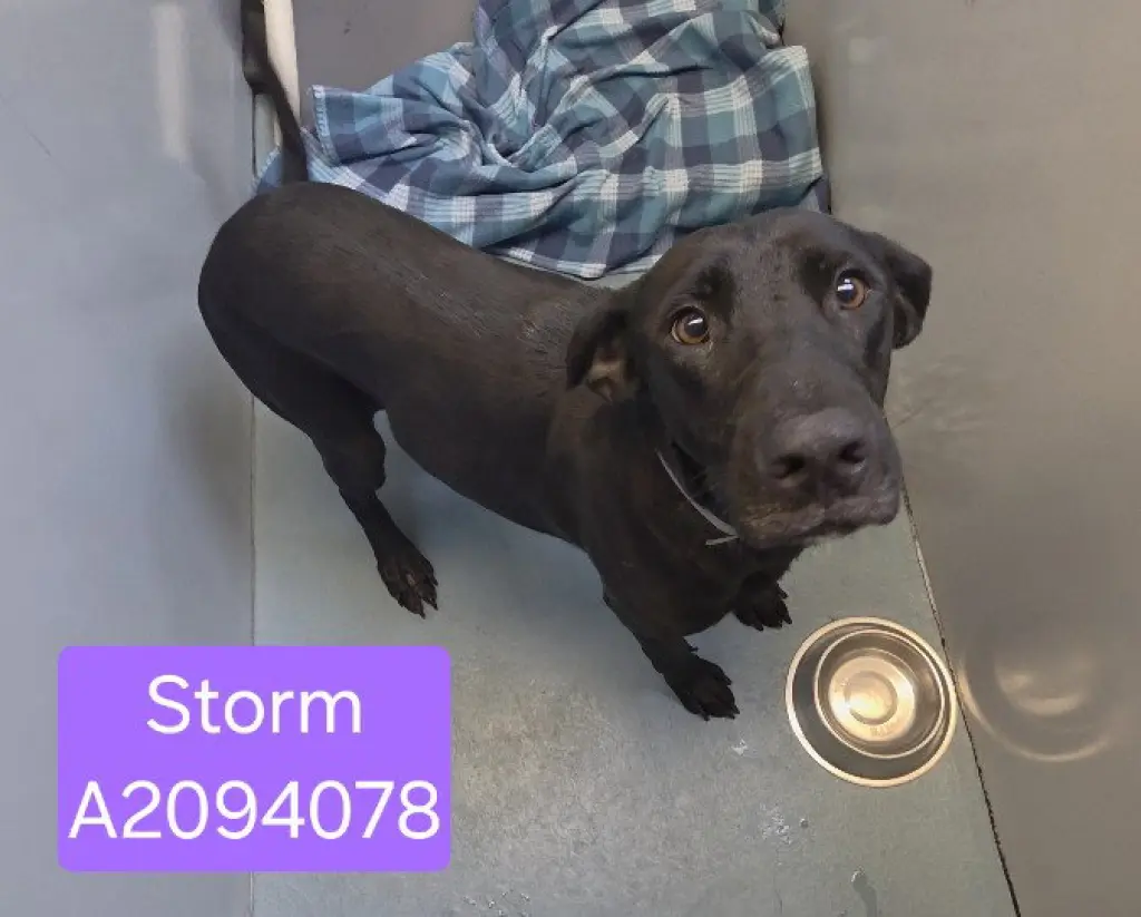 STORM