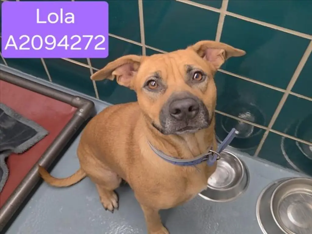 LOLA
