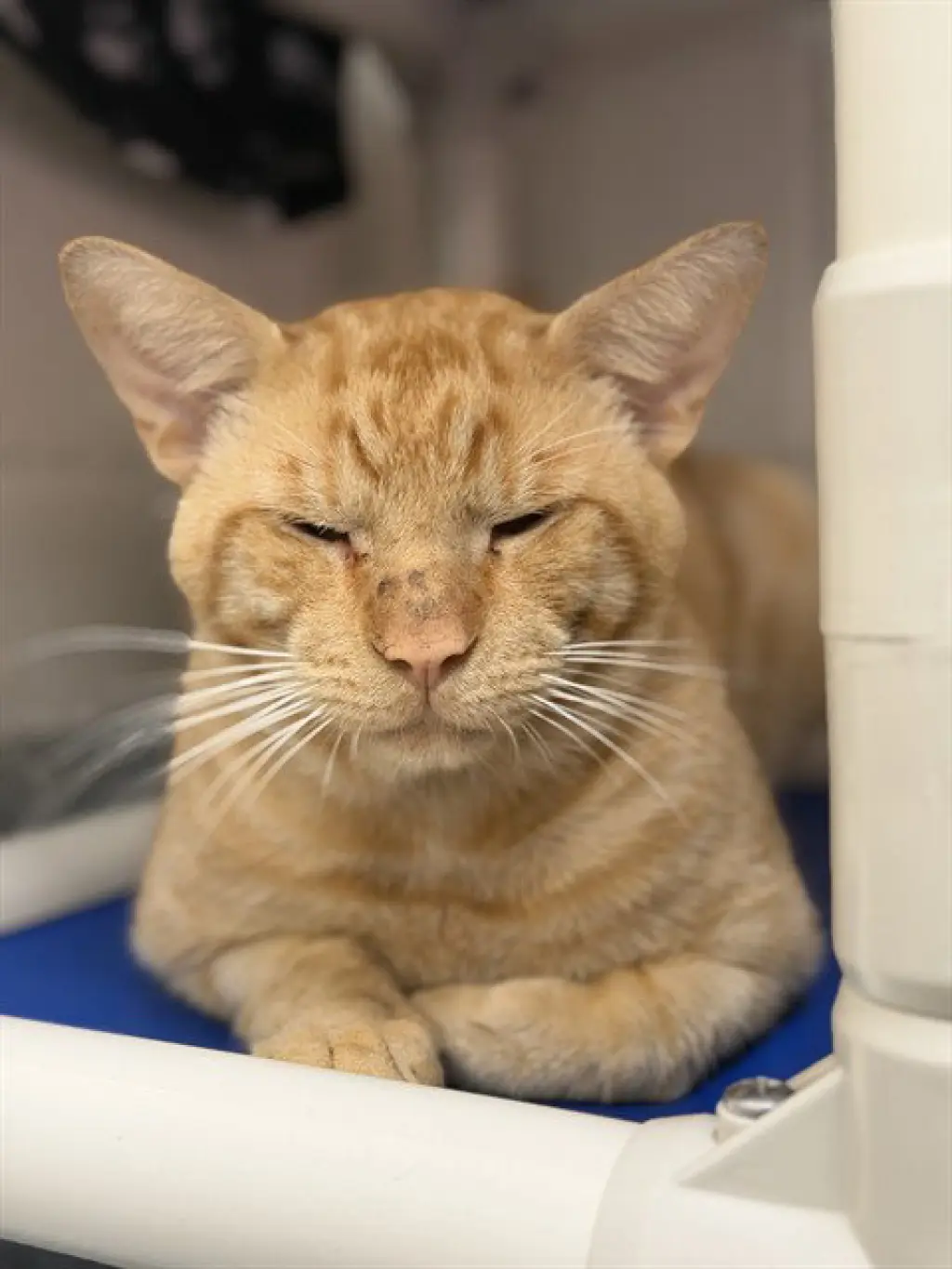 GARFIELD