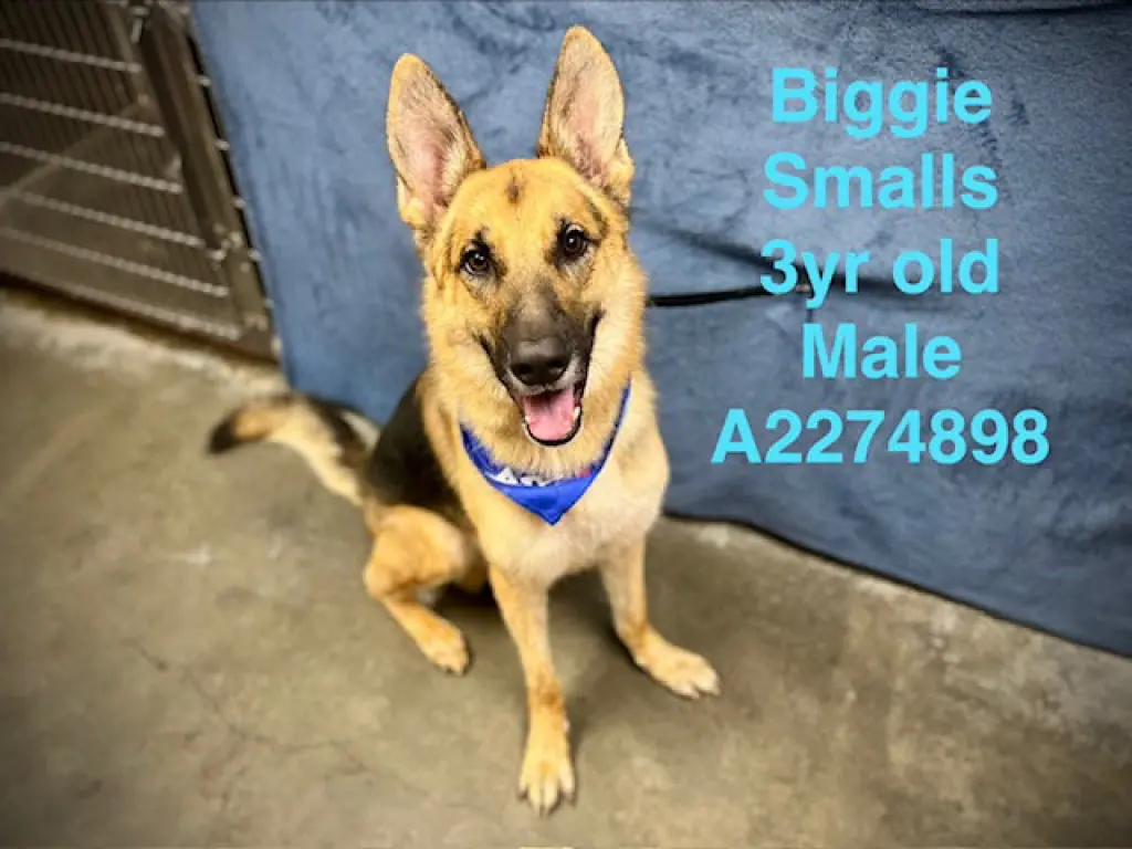 BIGGIE SMALL