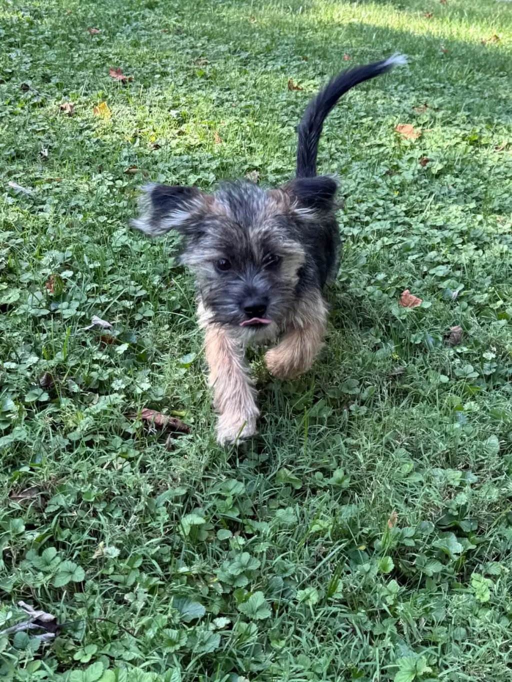 Lou Lou